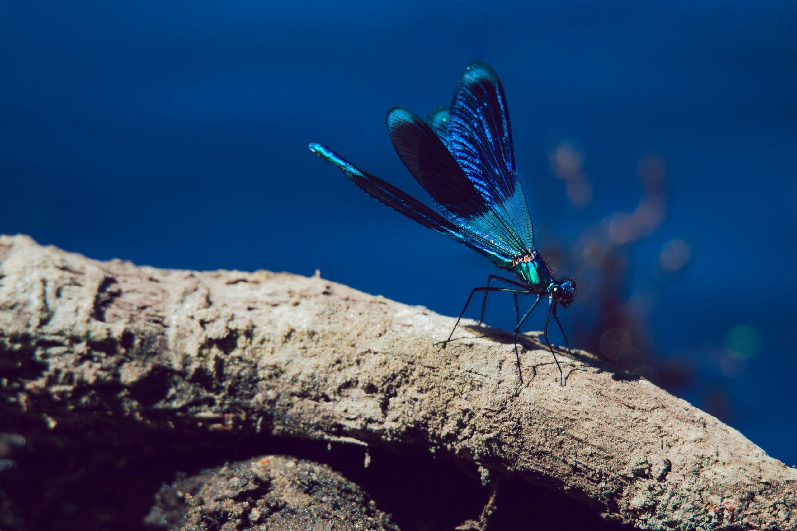 pexels-dariusz-grosa-1457703-dragonfly-libellule