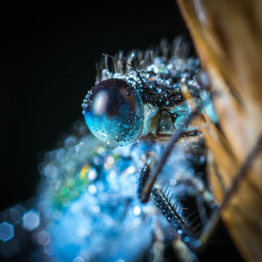 pexels-egor-kamelev-762874-dragonfly-libellule