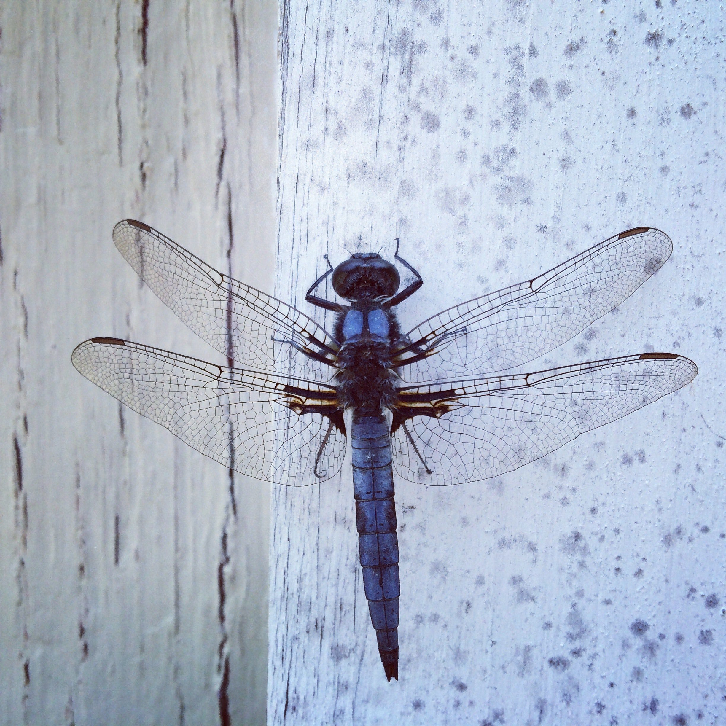 pexels-leigh-heasley-816294-dragonfly-libellule