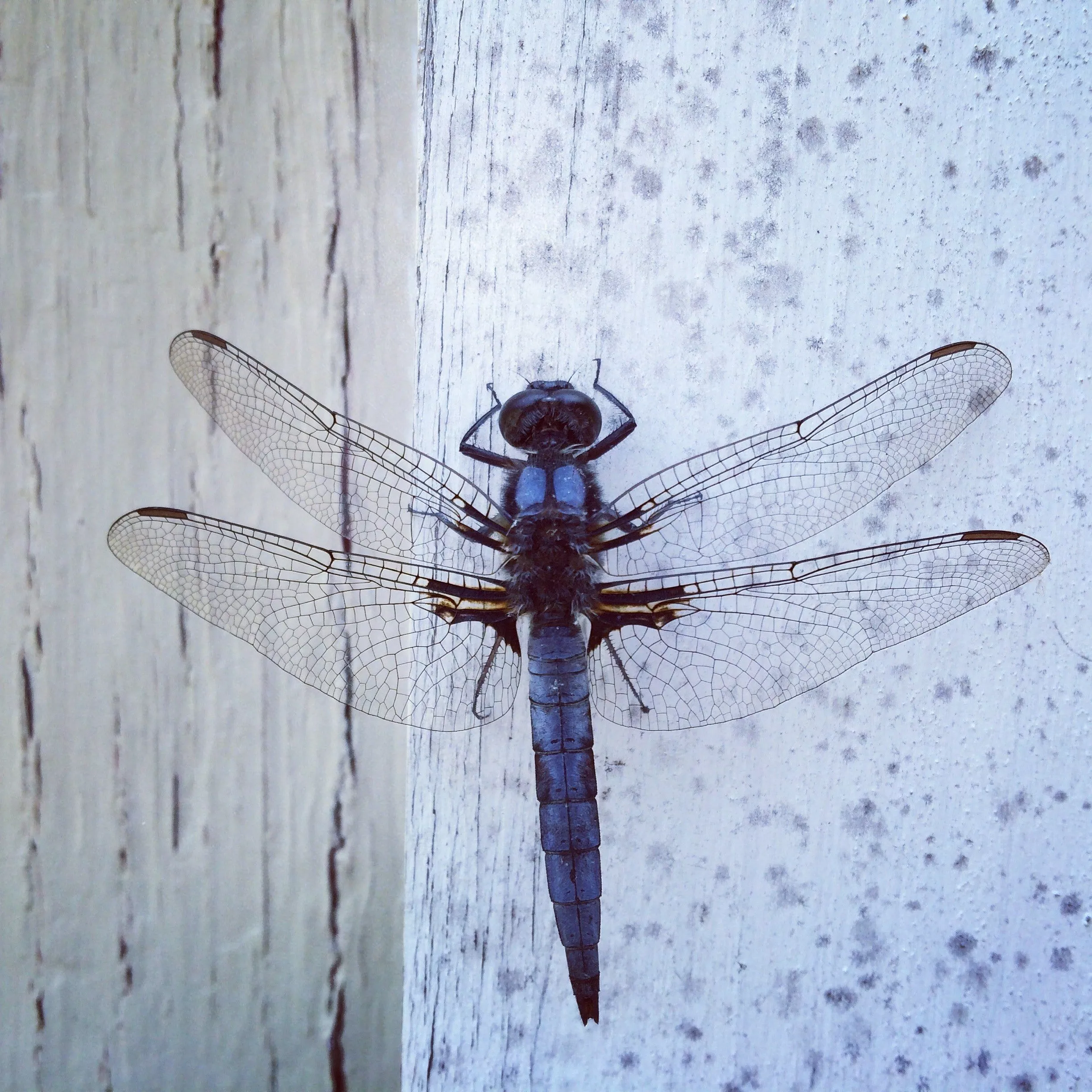 pexels-leigh-heasley-816294-dragonfly-libellule